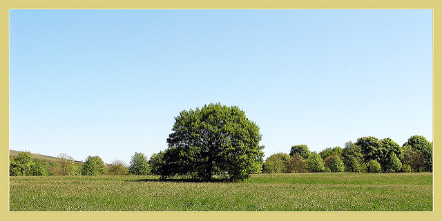 Un grand arbre au milieu d'un prairie, qui pourrait servir de lieu sûr lors d'une thérapie EMDR.