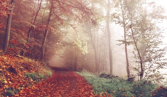 Forêt en automne.